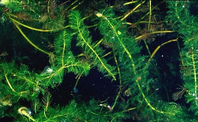 Poacher Polluters AIS